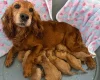 Cockapoo