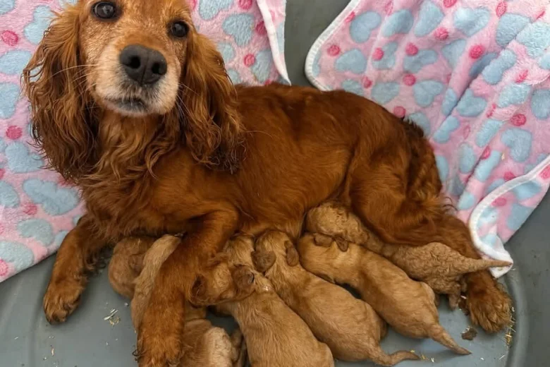 Cockapoo