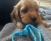 Cockapoo