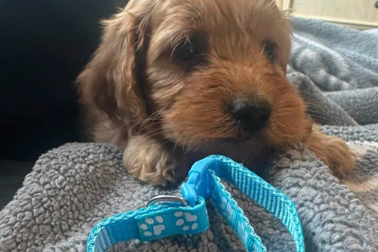 Cockapoo