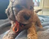 Cockapoo