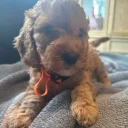 Cockapoo