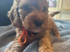 Cockapoo