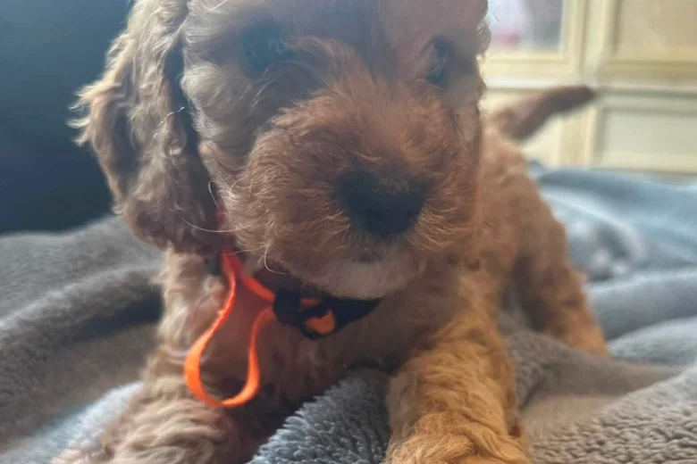 Cockapoo