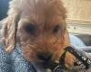 Cockapoo