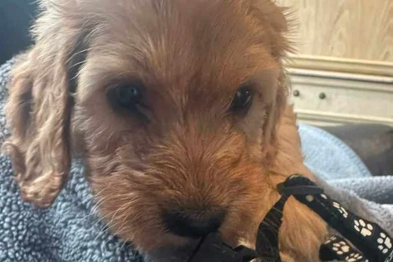 Cockapoo