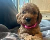 Cockapoo