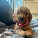 Cockapoo
