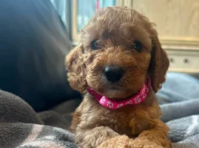 Cockapoo