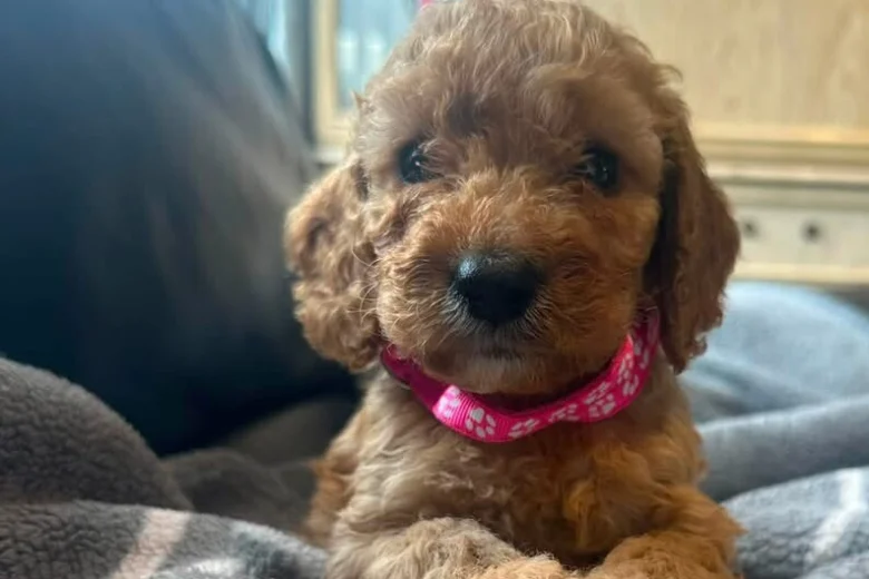 Cockapoo