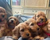 Cockapoo