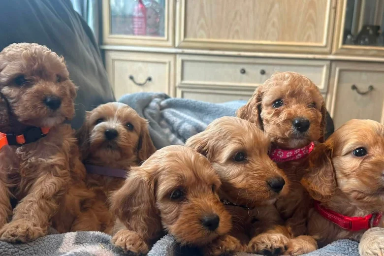 Cockapoo