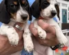 Dachshund (Miniature Smooth Haired)