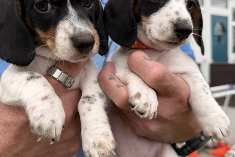 Dachshund (Miniature Smooth Haired)