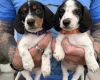 Dachshund (Miniature Smooth Haired)