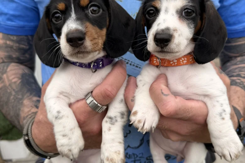 Dachshund (Miniature Smooth Haired)