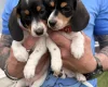 Dachshund (Miniature Smooth Haired)