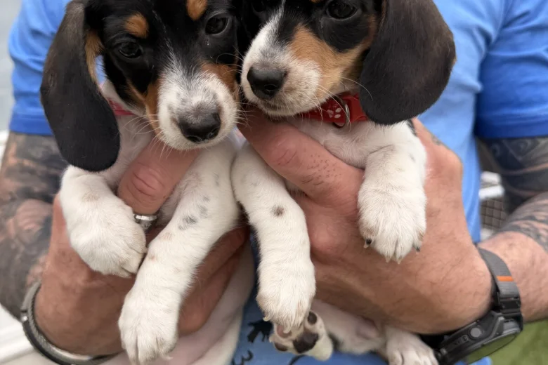 Dachshund (Miniature Smooth Haired)