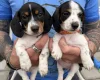 Dachshund (Miniature Smooth Haired)