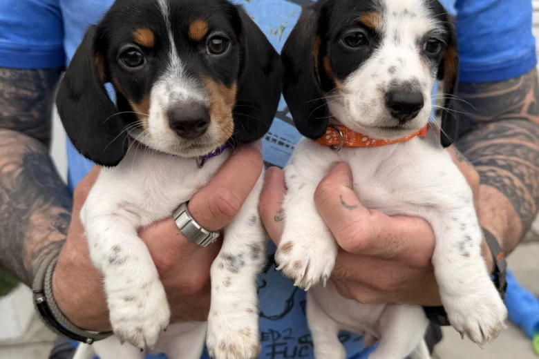 Dachshund (Miniature Smooth Haired)