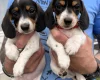 Dachshund (Miniature Smooth Haired)