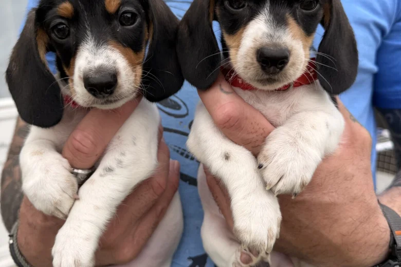 Dachshund (Miniature Smooth Haired)
