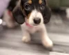 Dachshund (Miniature Smooth Haired)