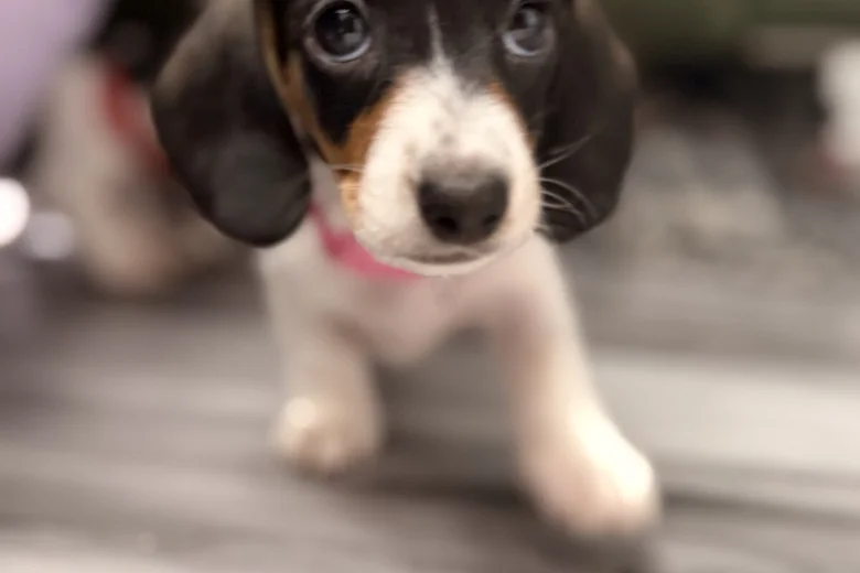 Dachshund (Miniature Smooth Haired)