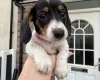 Dachshund (Miniature Smooth Haired)