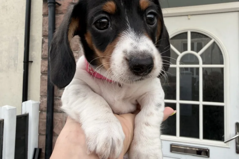 Dachshund (Miniature Smooth Haired)