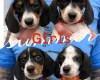 Dachshund (Miniature Smooth Haired)