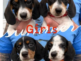 Dachshund (Miniature Smooth Haired)