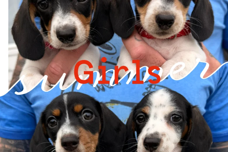 Dachshund (Miniature Smooth Haired)