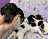Dachshund (Miniature Smooth Haired)