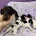 Dachshund (Miniature Smooth Haired)