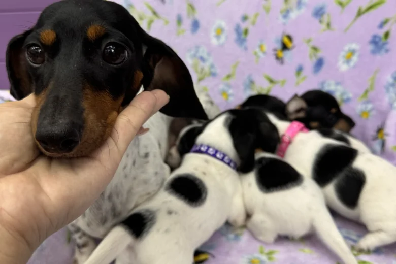 Dachshund (Miniature Smooth Haired)