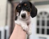 Dachshund (Miniature Smooth Haired)