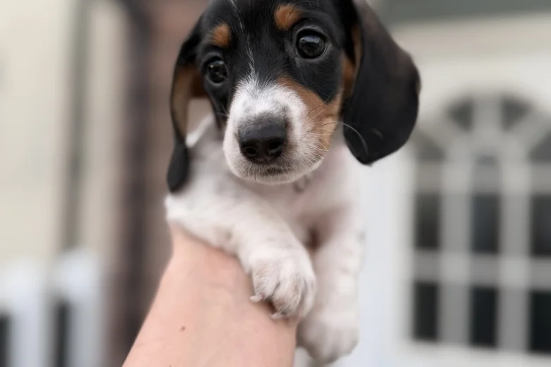Dachshund (Miniature Smooth Haired)