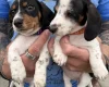Dachshund (Miniature Smooth Haired)