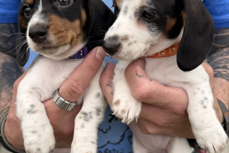 Dachshund (Miniature Smooth Haired)