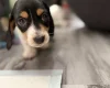 Dachshund (Miniature Smooth Haired)