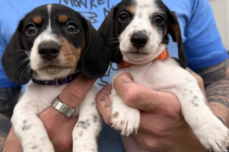 Dachshund (Miniature Smooth Haired)