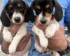 Dachshund (Miniature Smooth Haired)