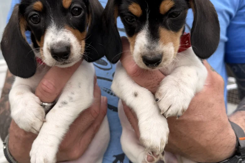 Dachshund (Miniature Smooth Haired)