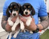 Dachshund (Miniature Smooth Haired)