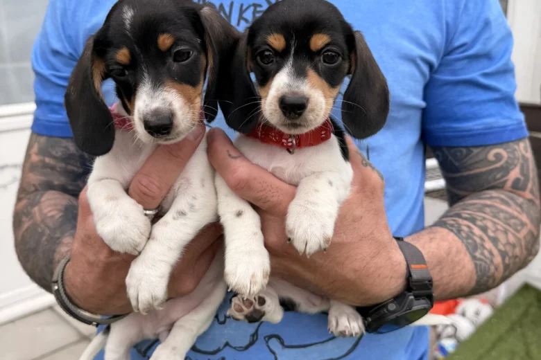 Dachshund (Miniature Smooth Haired)