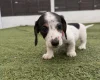 Dachshund (Miniature Smooth Haired)