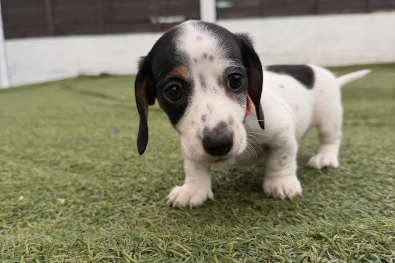 Dachshund (Miniature Smooth Haired)