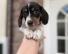 Dachshund (Miniature Smooth Haired)