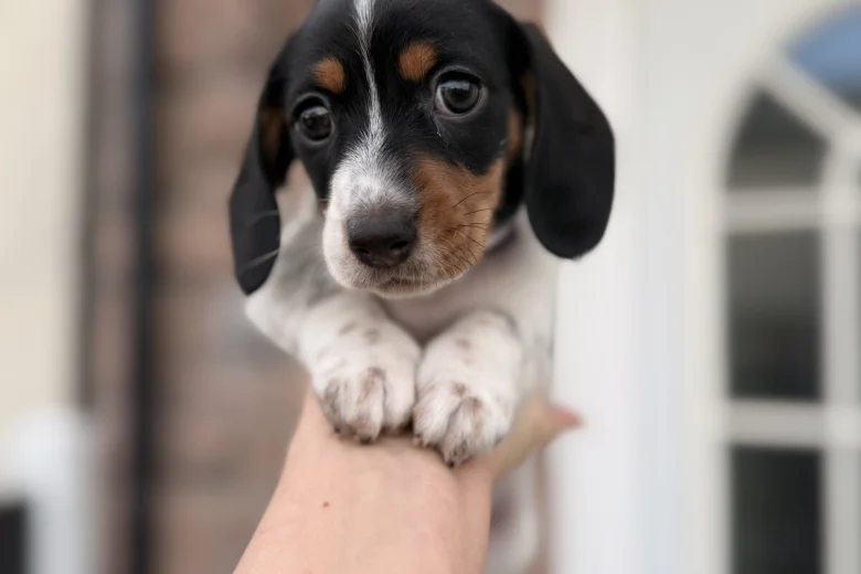 Dachshund (Miniature Smooth Haired)